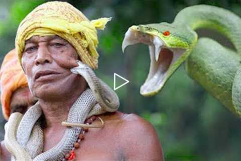 10 Deadliest Snakes In The World