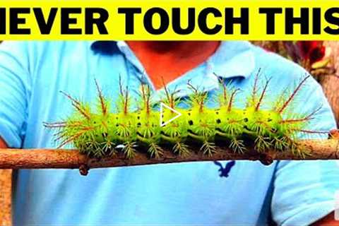 10 Strange Animals You Should NEVER Touch!!!