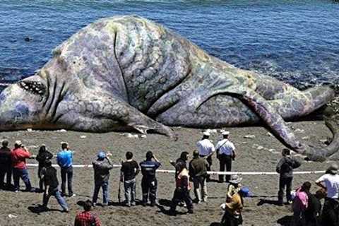 Scientist's Terrifying New Discovery On the Beach Changes Everything