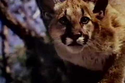 Disney''s Shokee, The Everglades Panther Season 21 Ep 3